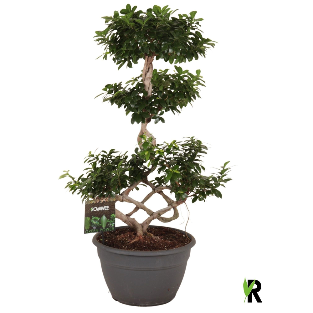 Ficus micr. chinese knot.