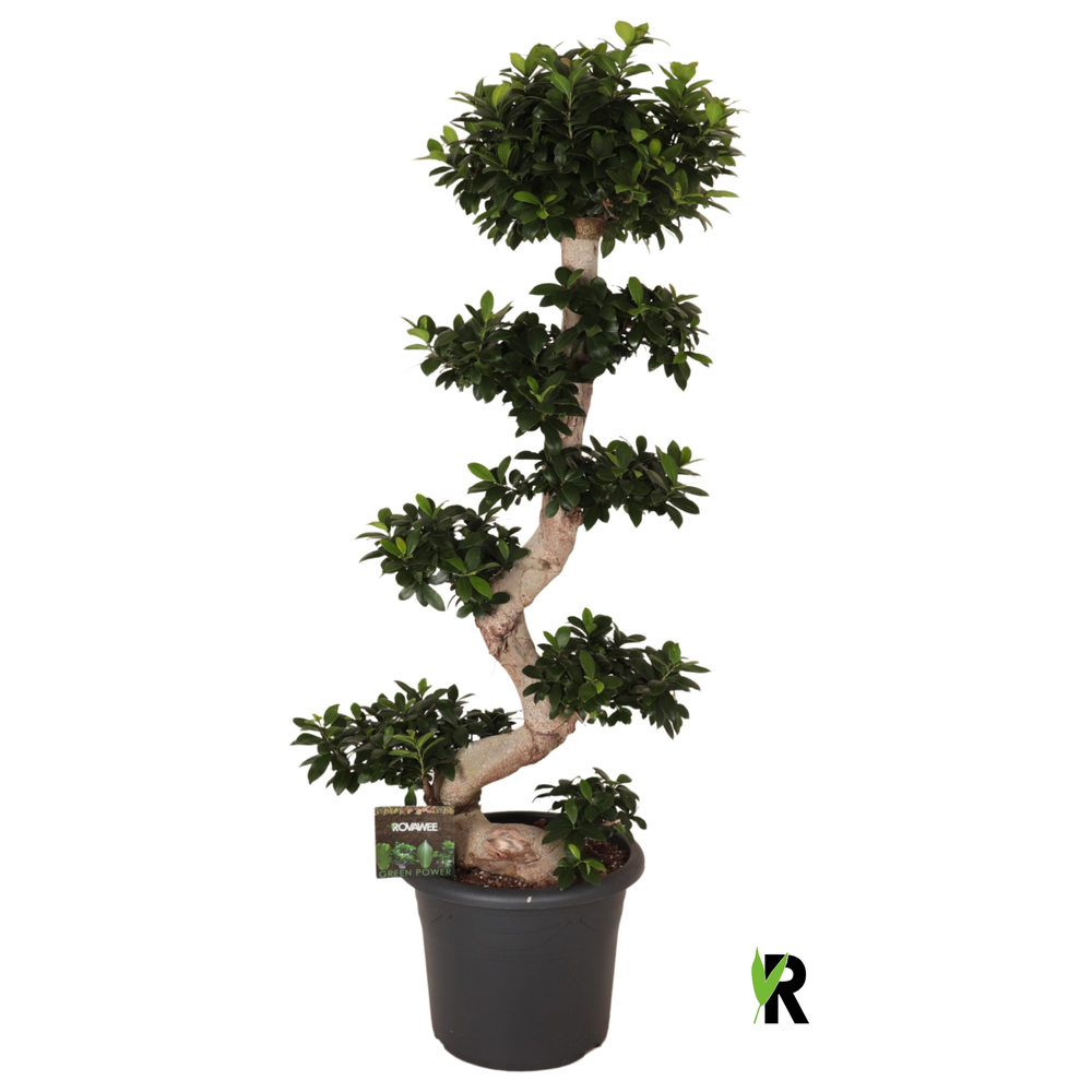 Ficus micr. S-type in kunststof sierpot.