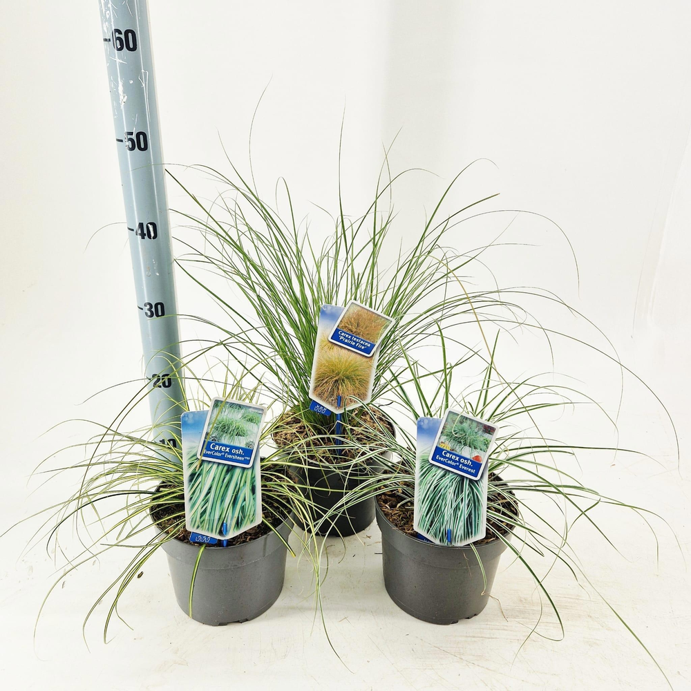 Carex oshimensis EverColor® mix P17 (minimum order.