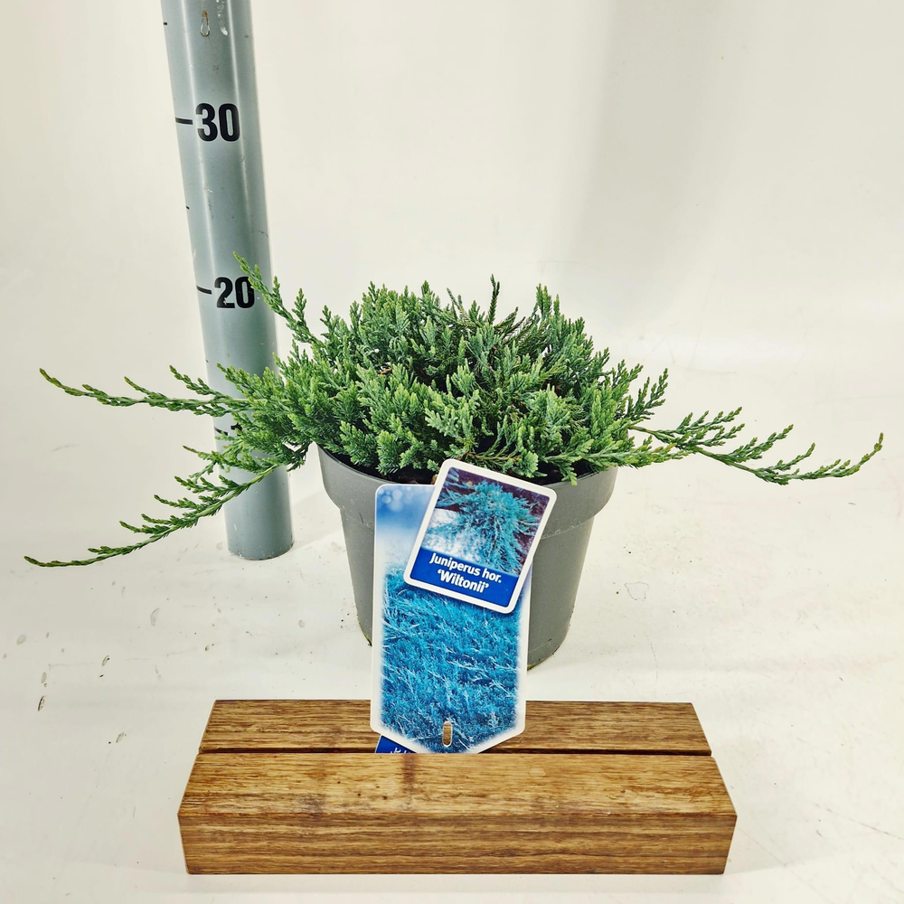 Juniperus horizontalis ‘Wiltonii’.