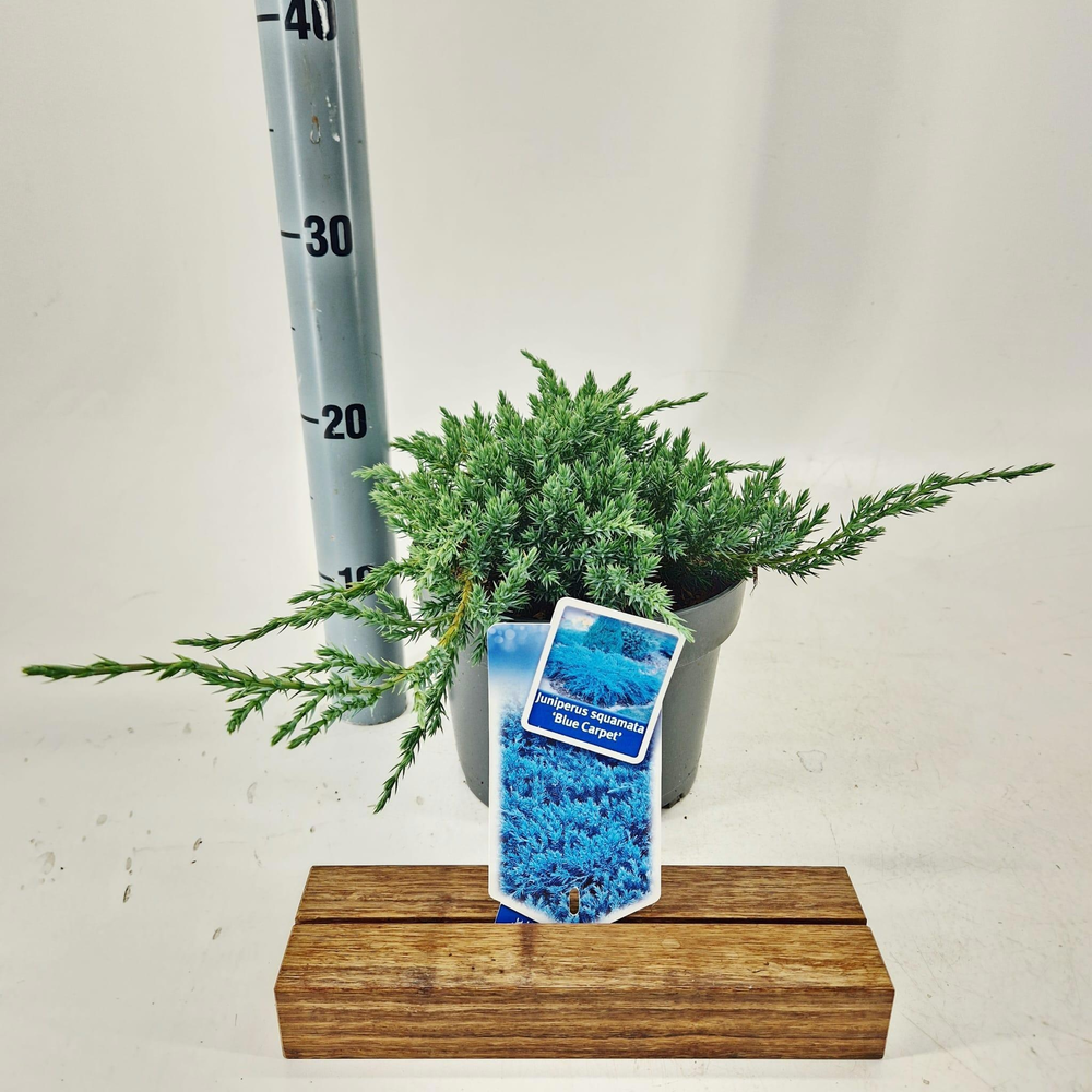 Juniperus squamata 'Blue Carpet'.