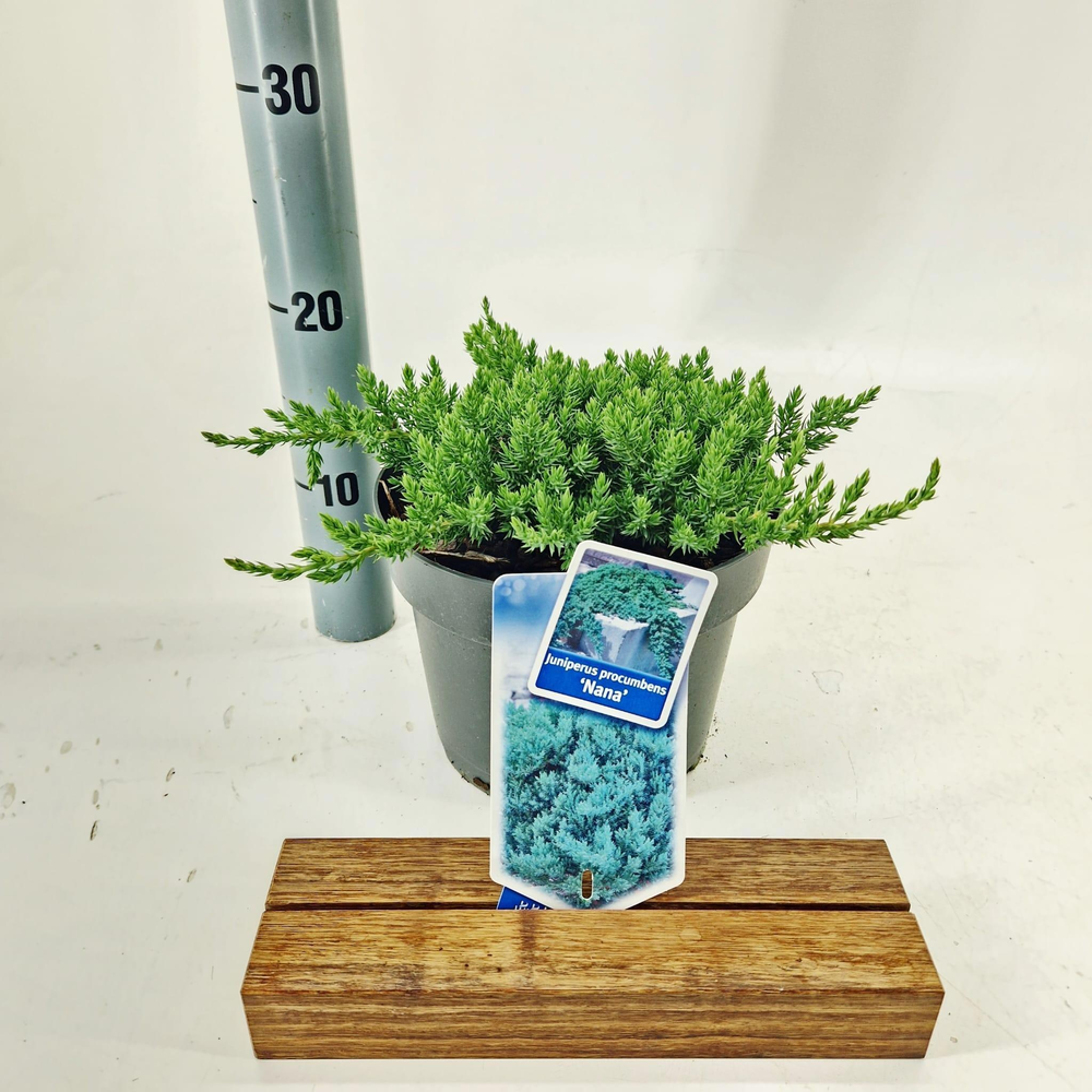 Juniperus procumbens 'Nana'.