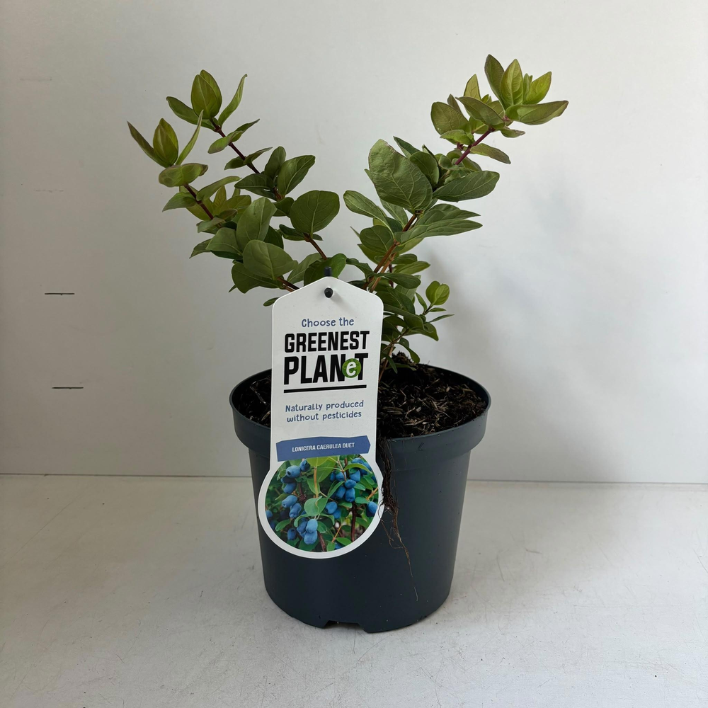 Lonicera cearulea 'Duet'.