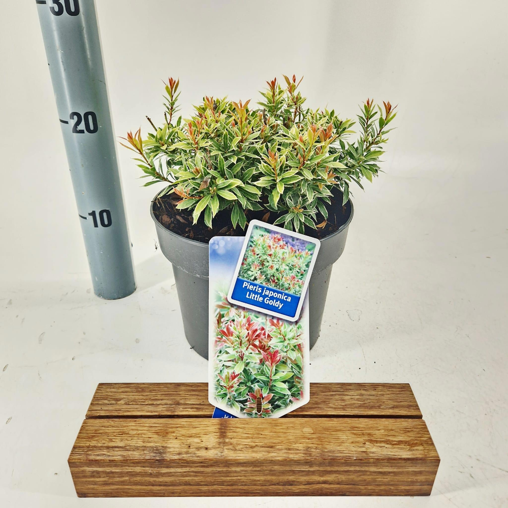 Pieris jap. Little Goldy ('Opstal 65'PBR).