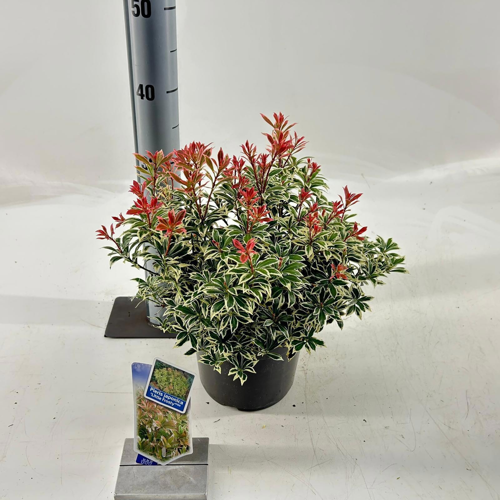 Pieris jap. ‘Little Frosty’ PBR.