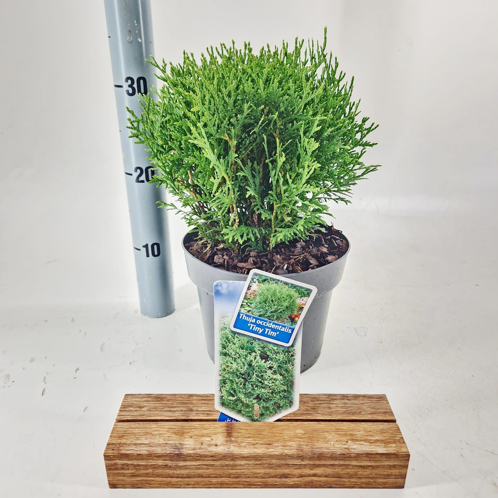 Thuja occ. 'Tiny Tim'.
