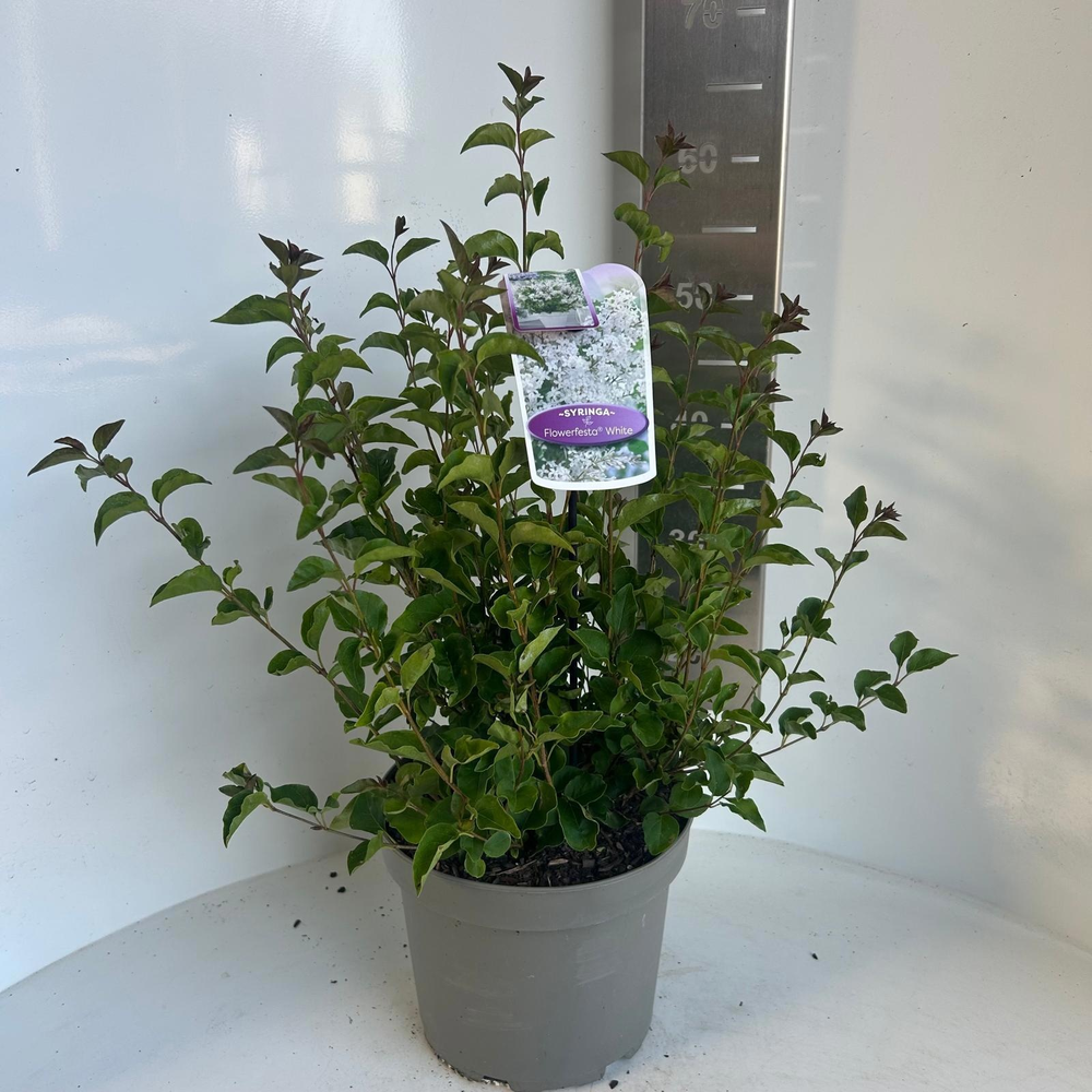 Syringa meyeri Flowerfesta® White ('Anny200810'PBR.