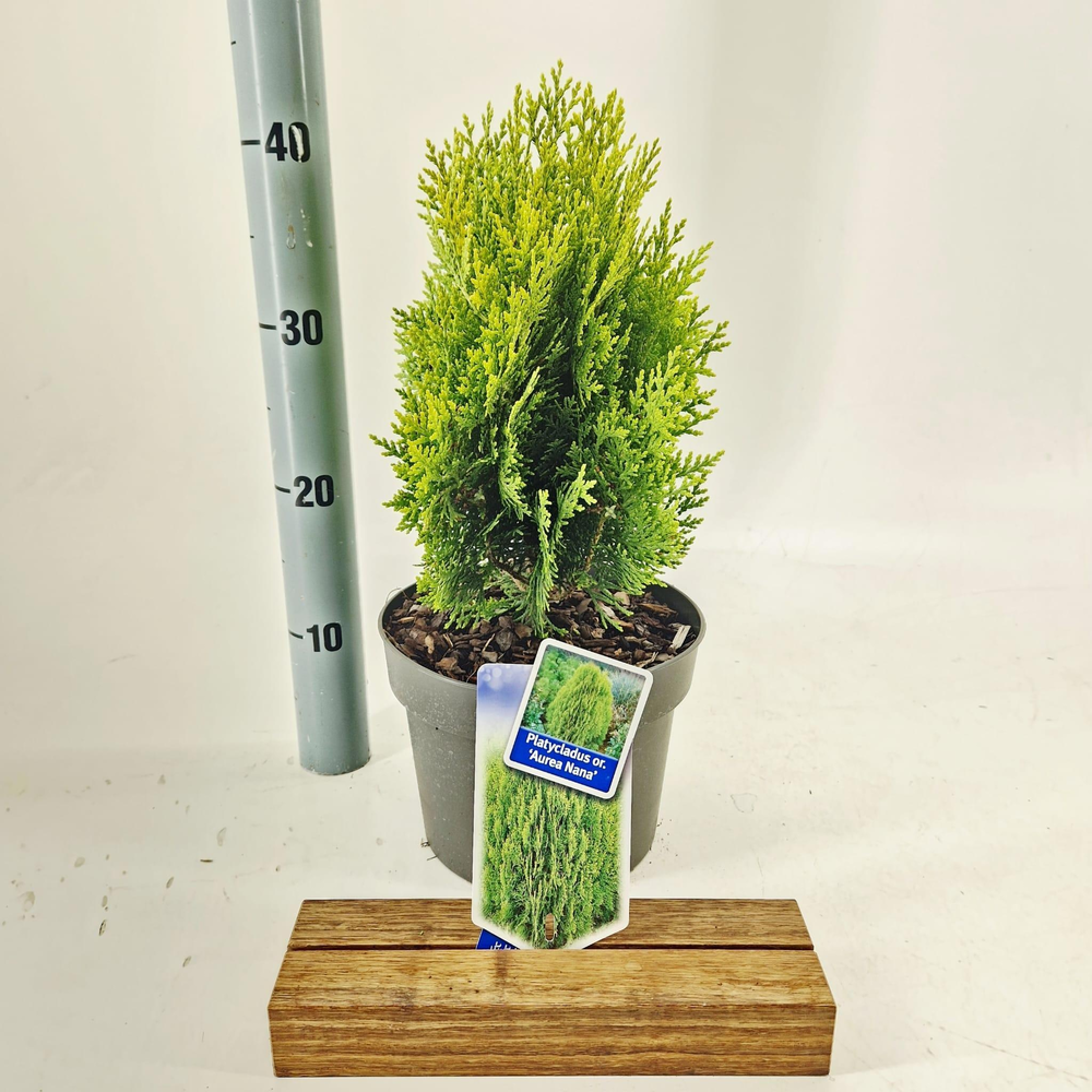 Thuja orient. ‘Aurea Nana’ (Platycladus).