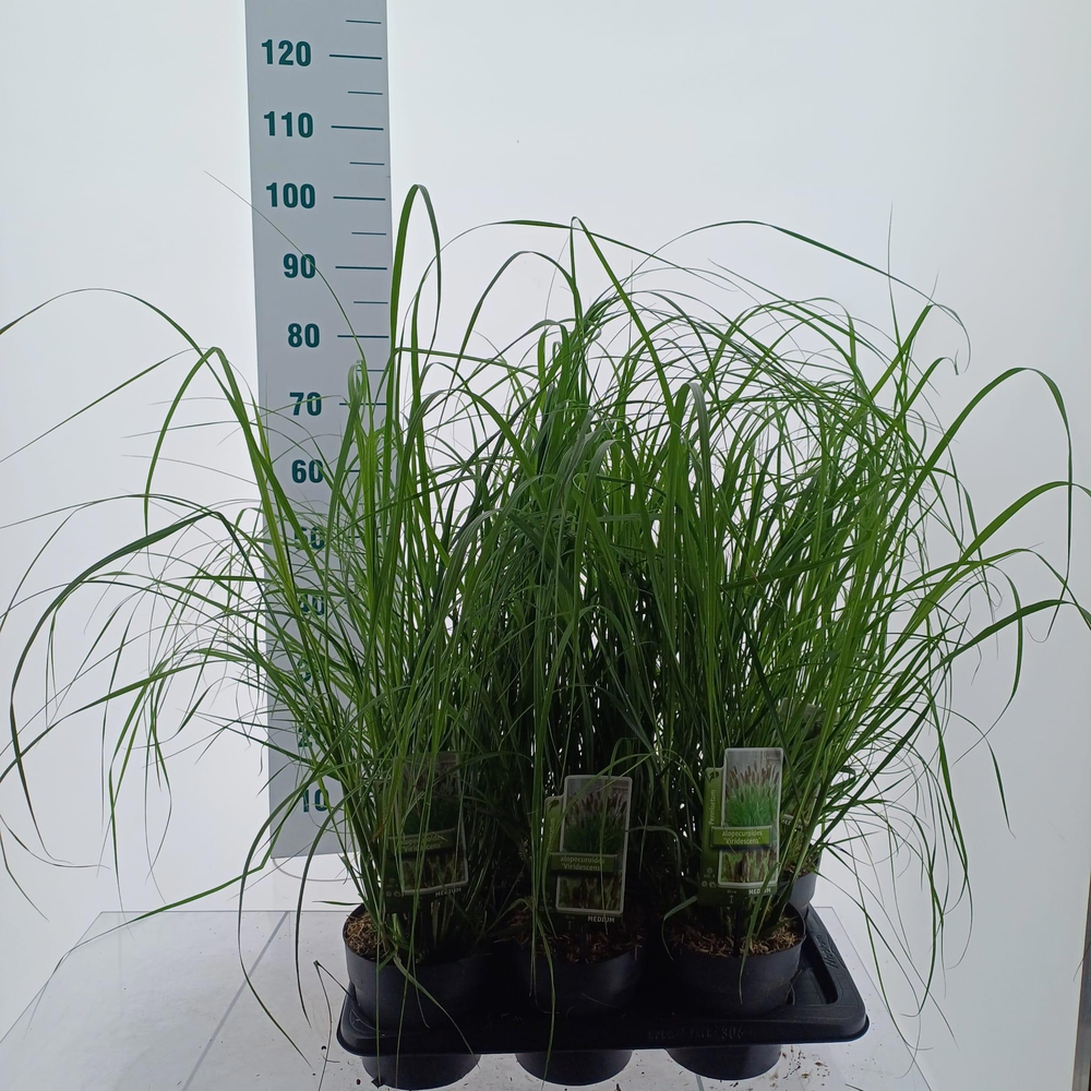 Pennisetum alopecuroides 'Viridescens'.