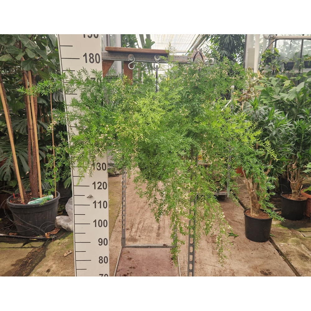 Asparagus hangplant XL.