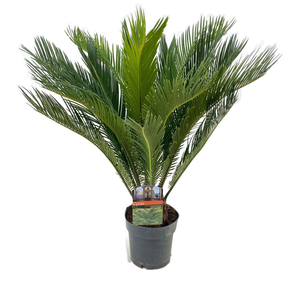 Cycas revoluta.