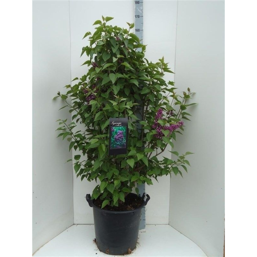 Syringa v. charles joly.