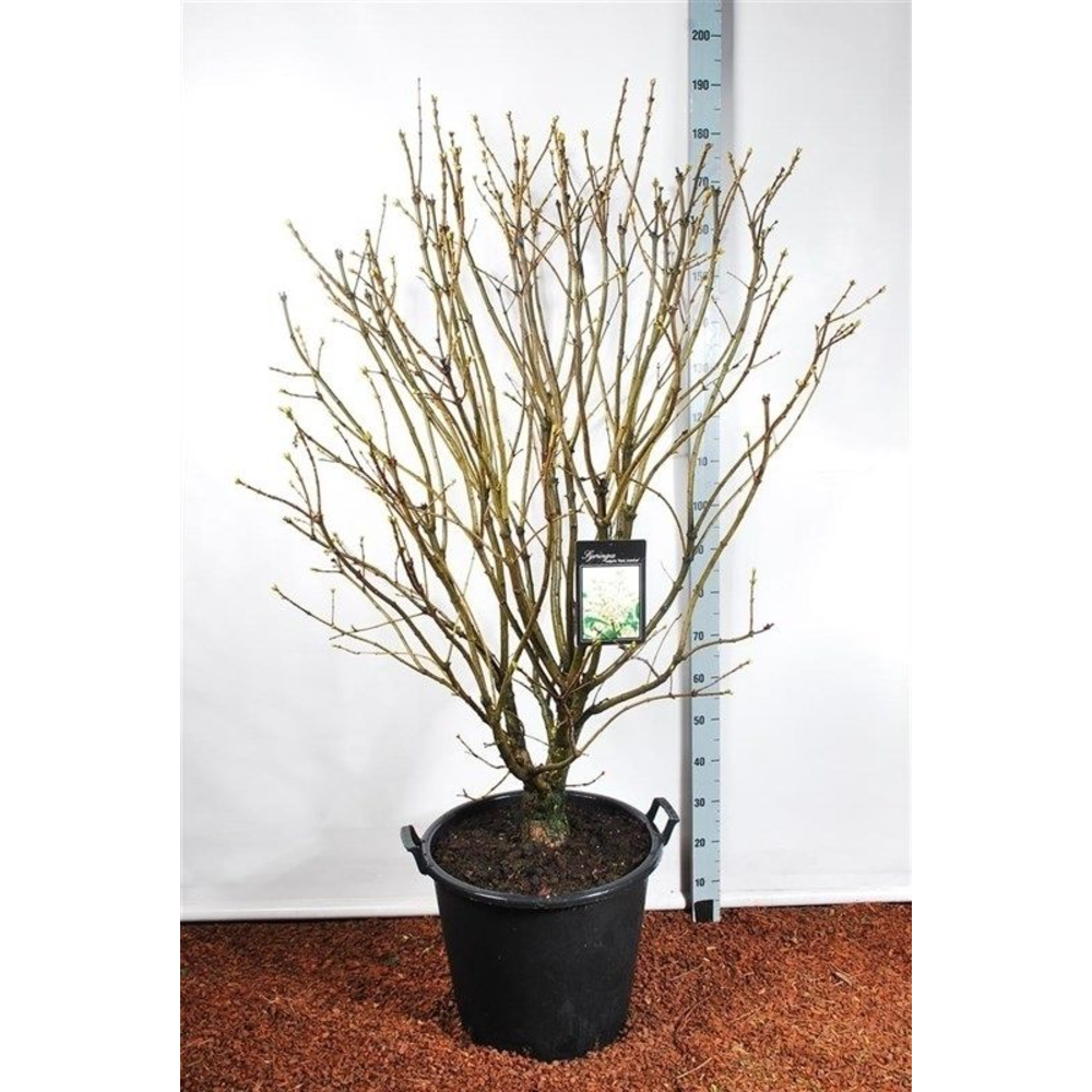 Syringa v. mme lemoine.