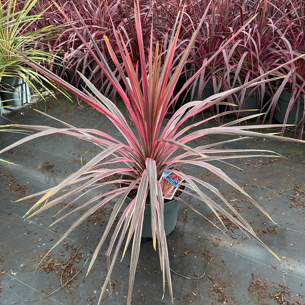 Cordyline australis 'Pink Southern Splendour'.
