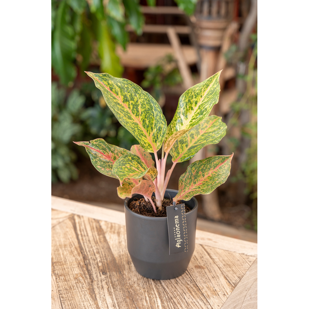 Aglaonema Samba Red.