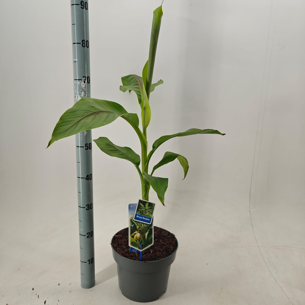 Musa basjoo.