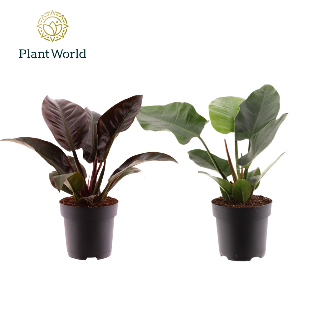 Philodendron Imperial Green & Red.