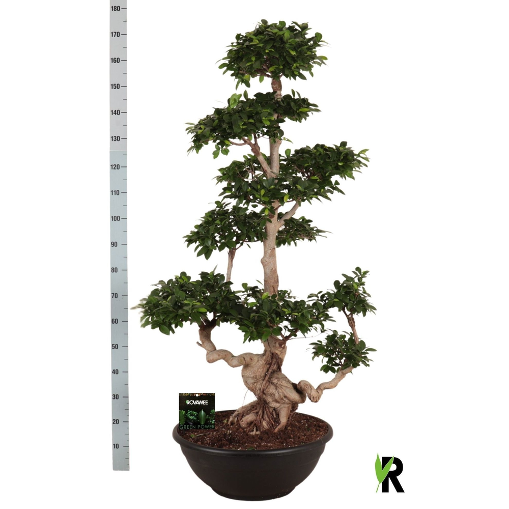 Ficus micr. Multi Branched in sierpot.