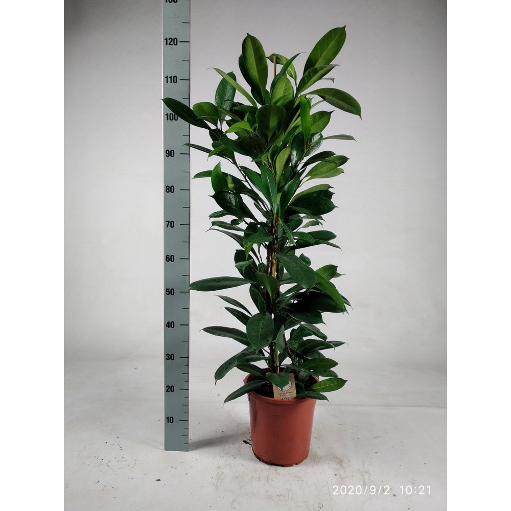 Ficus cyathistipula 120cm.