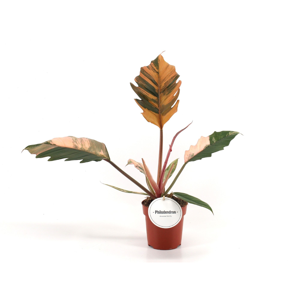 Philodendron Caramel Marble.