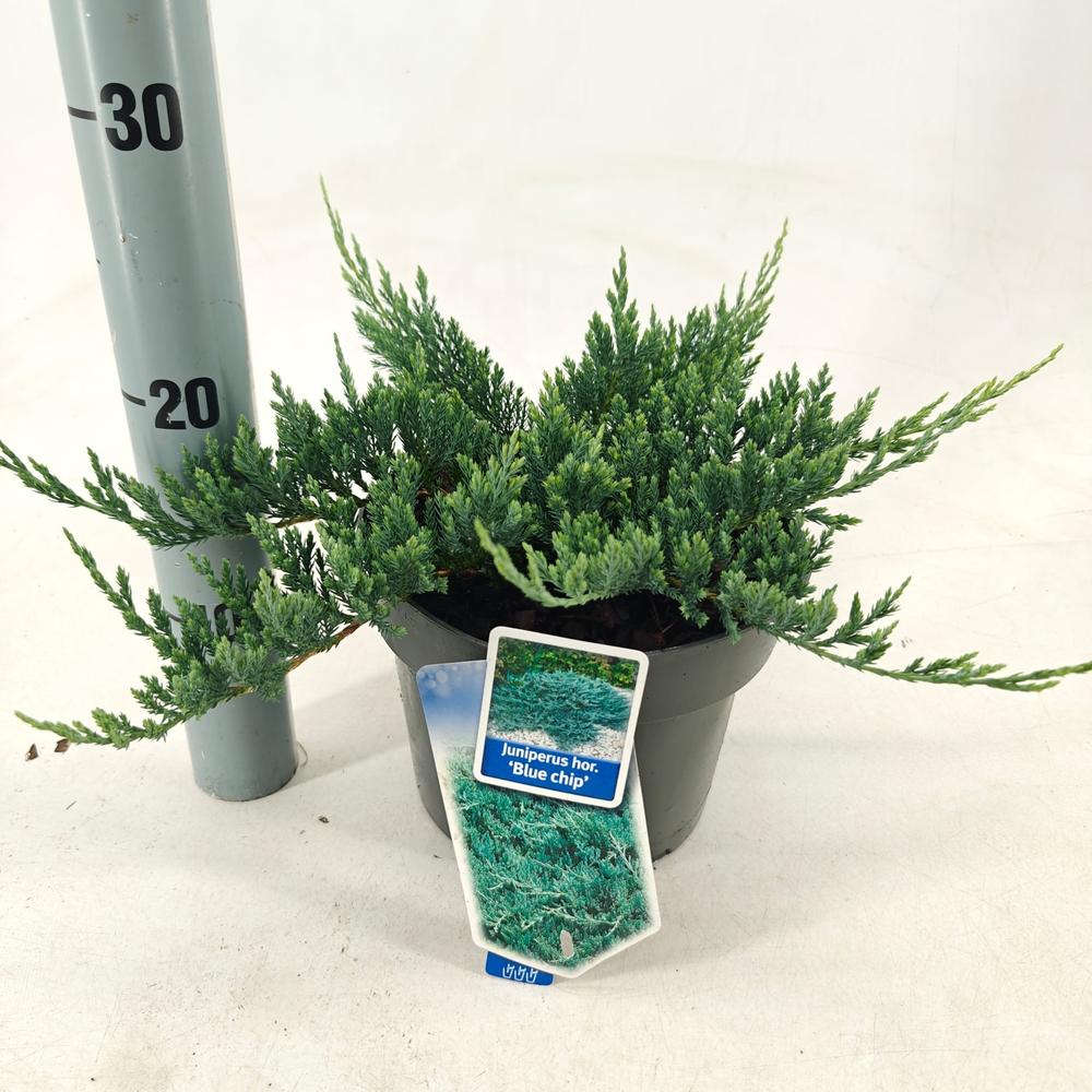 Juniperus horizontalis 'Blue Chip'.