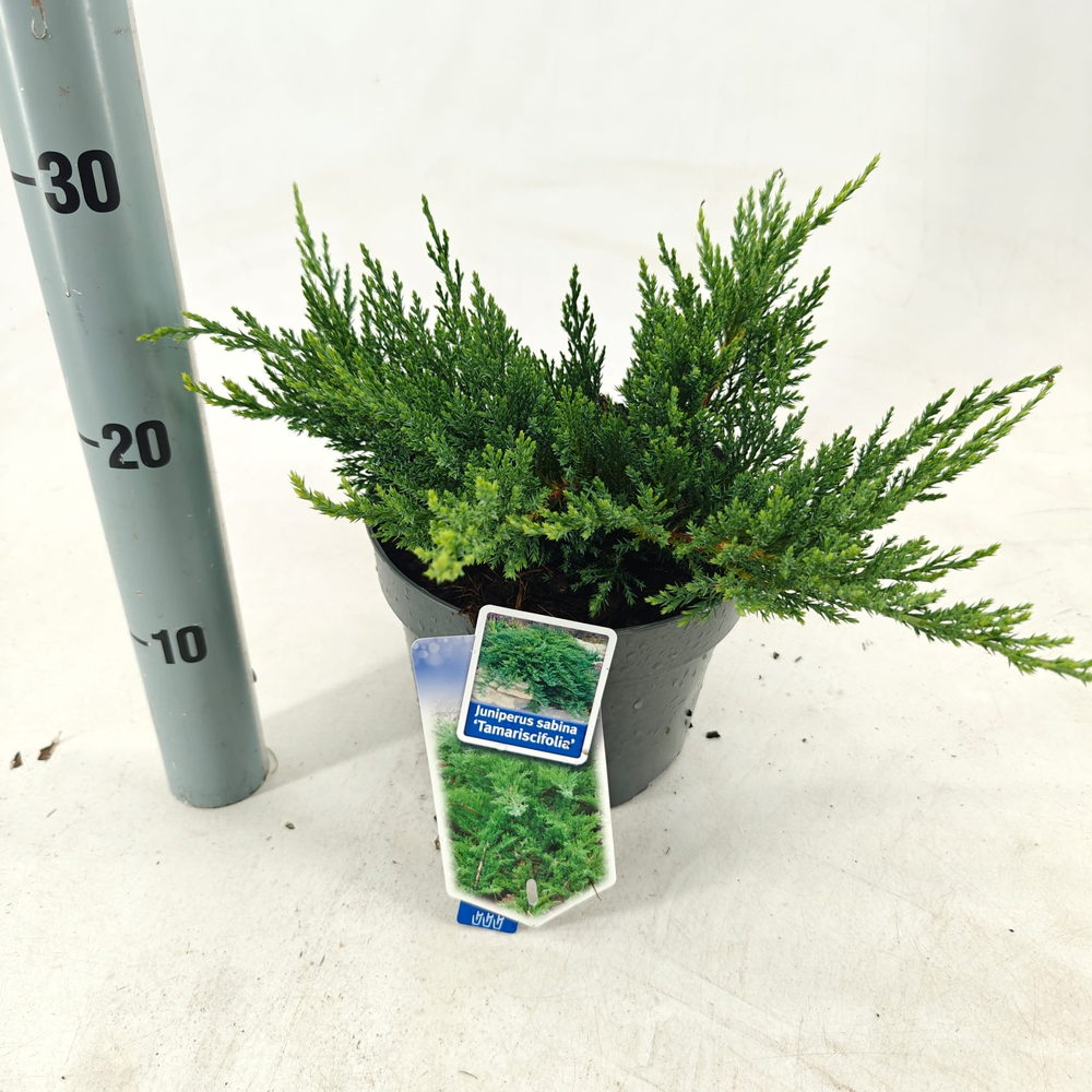 Juniperus sabina 'Tamariscifolia'.