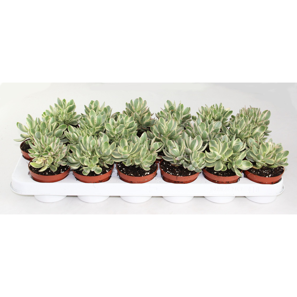 Crassula moneymaker varigata.