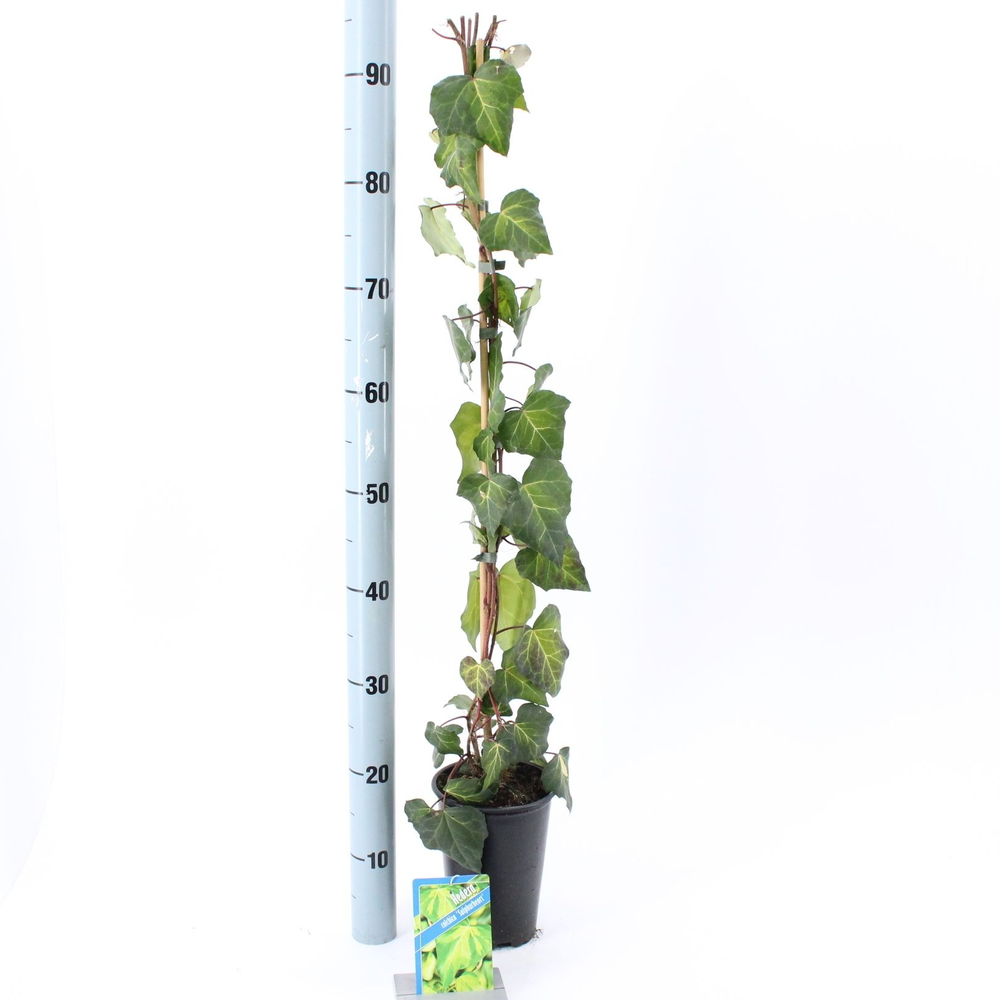 Hedera colchica 'Sulphur Heart' --gestokt 70 cm.
