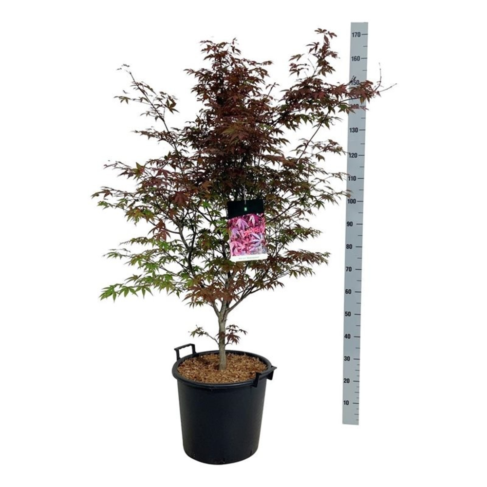 Acer pal. 'Atropurpureum'.