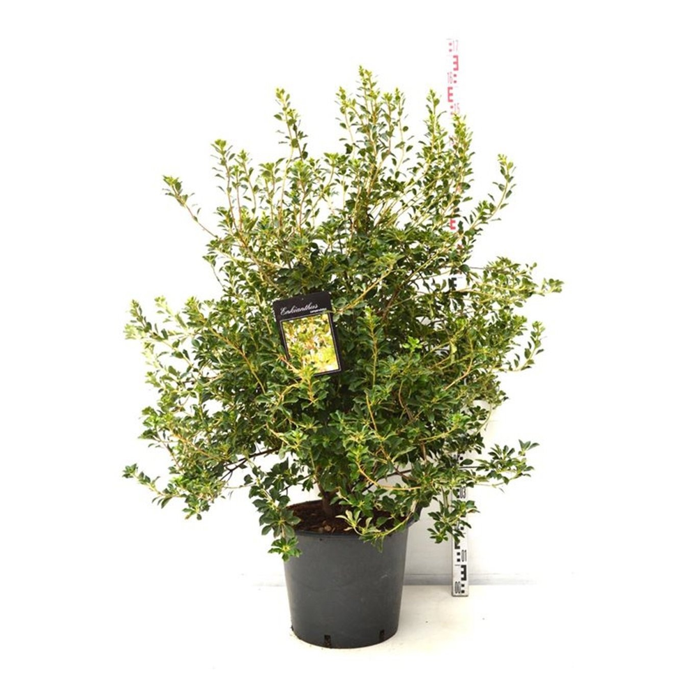 Enkianthus campanulatus.