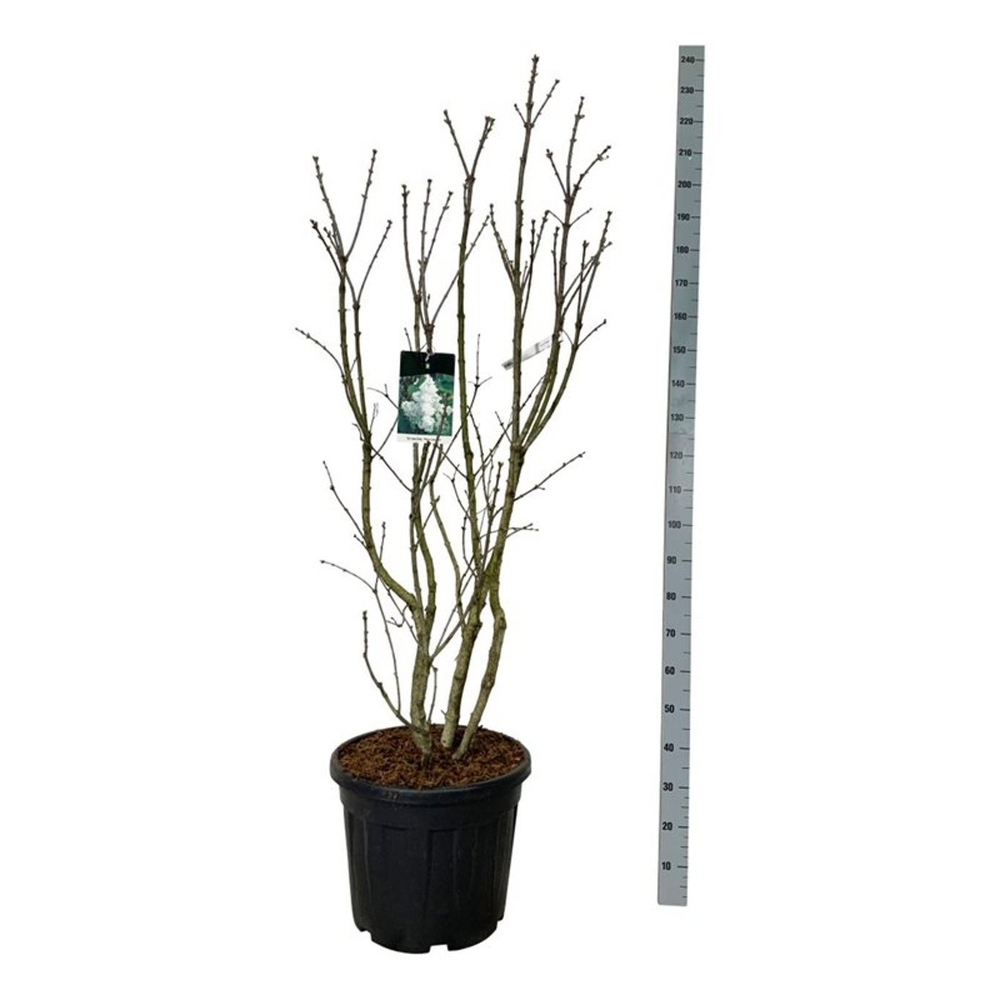 Syringa v. 'Mme Lemoine'.