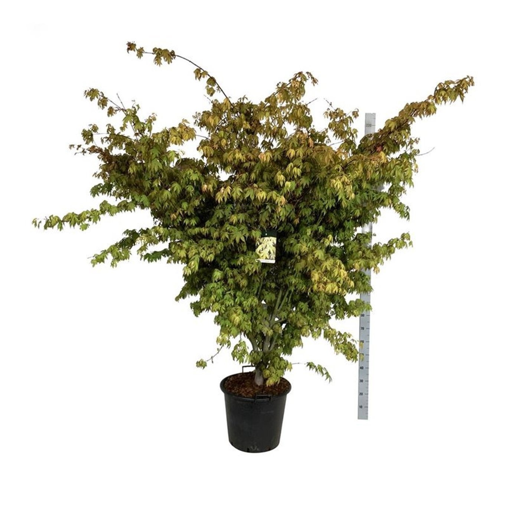 Acer pal. 'Osakazuki'.