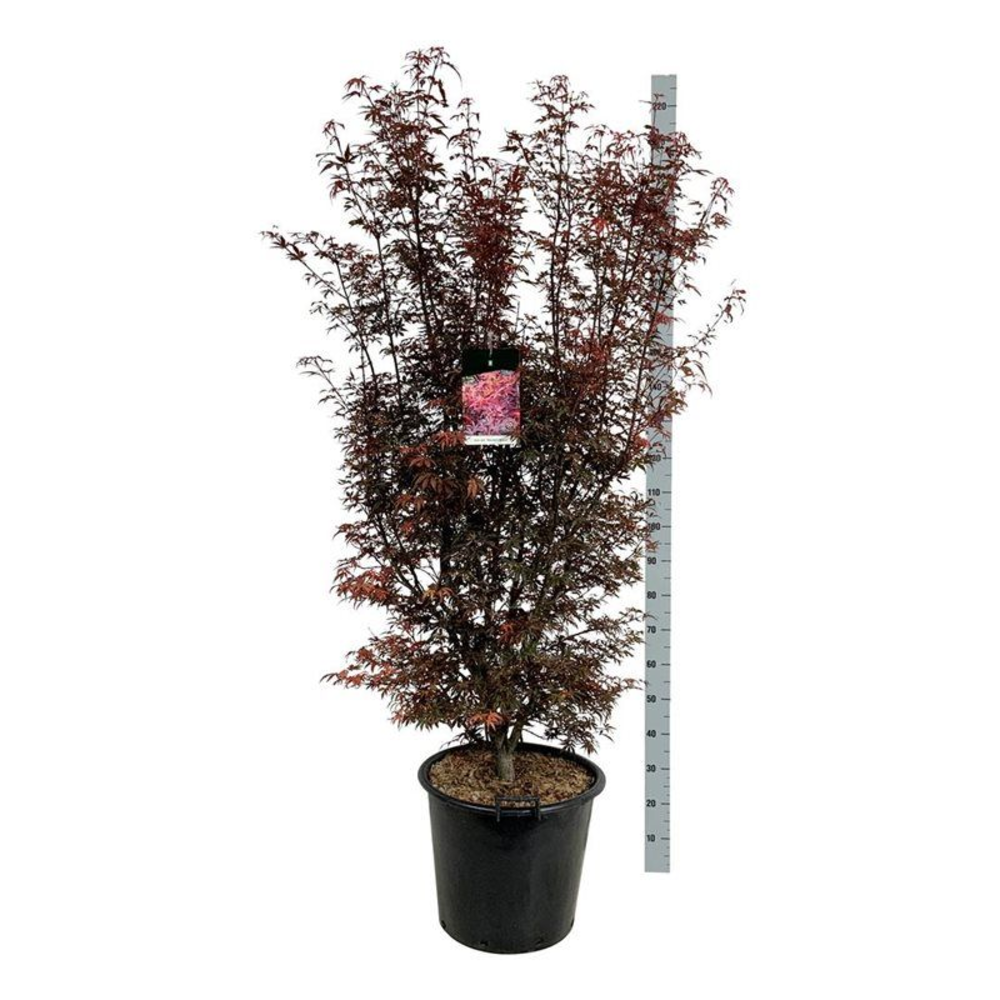 Acer pal. 'Skeeter's Broom'.