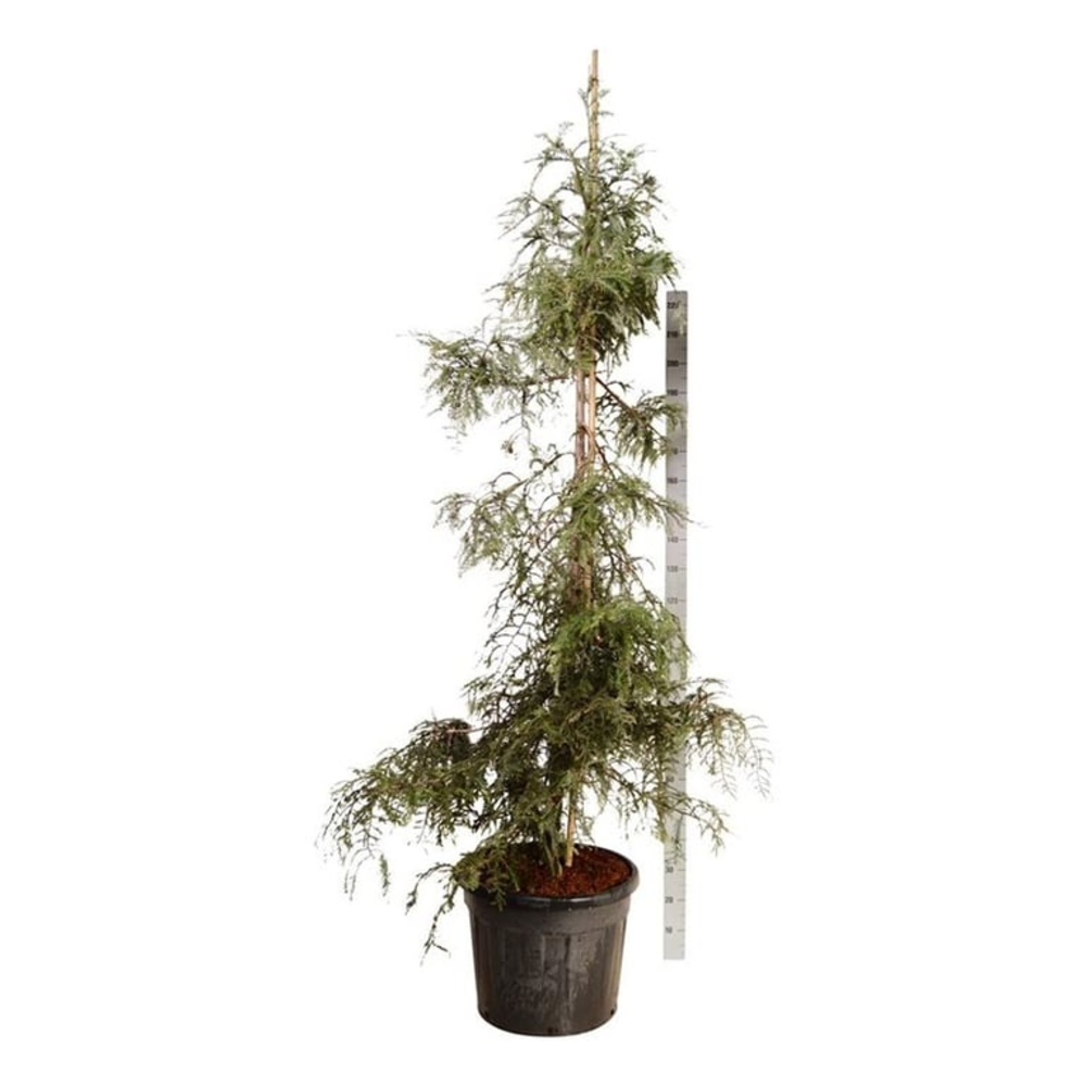 Sequoia sempervirens 'Winter Blue'.