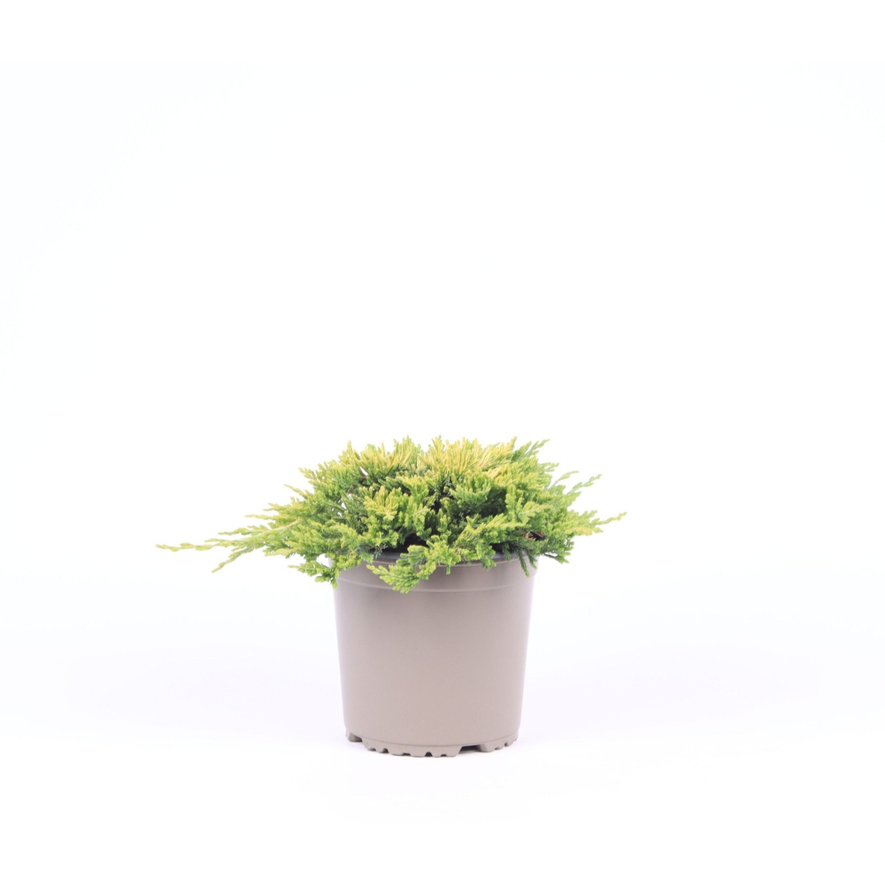 Juniperus horiz. 'Golden Carpet'.