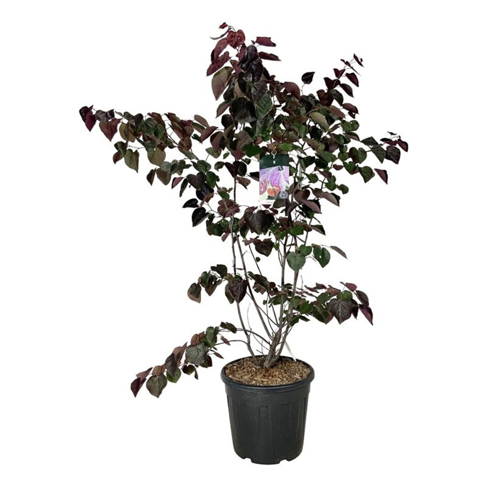 Cercis canadensis 'Forest Pansy'.