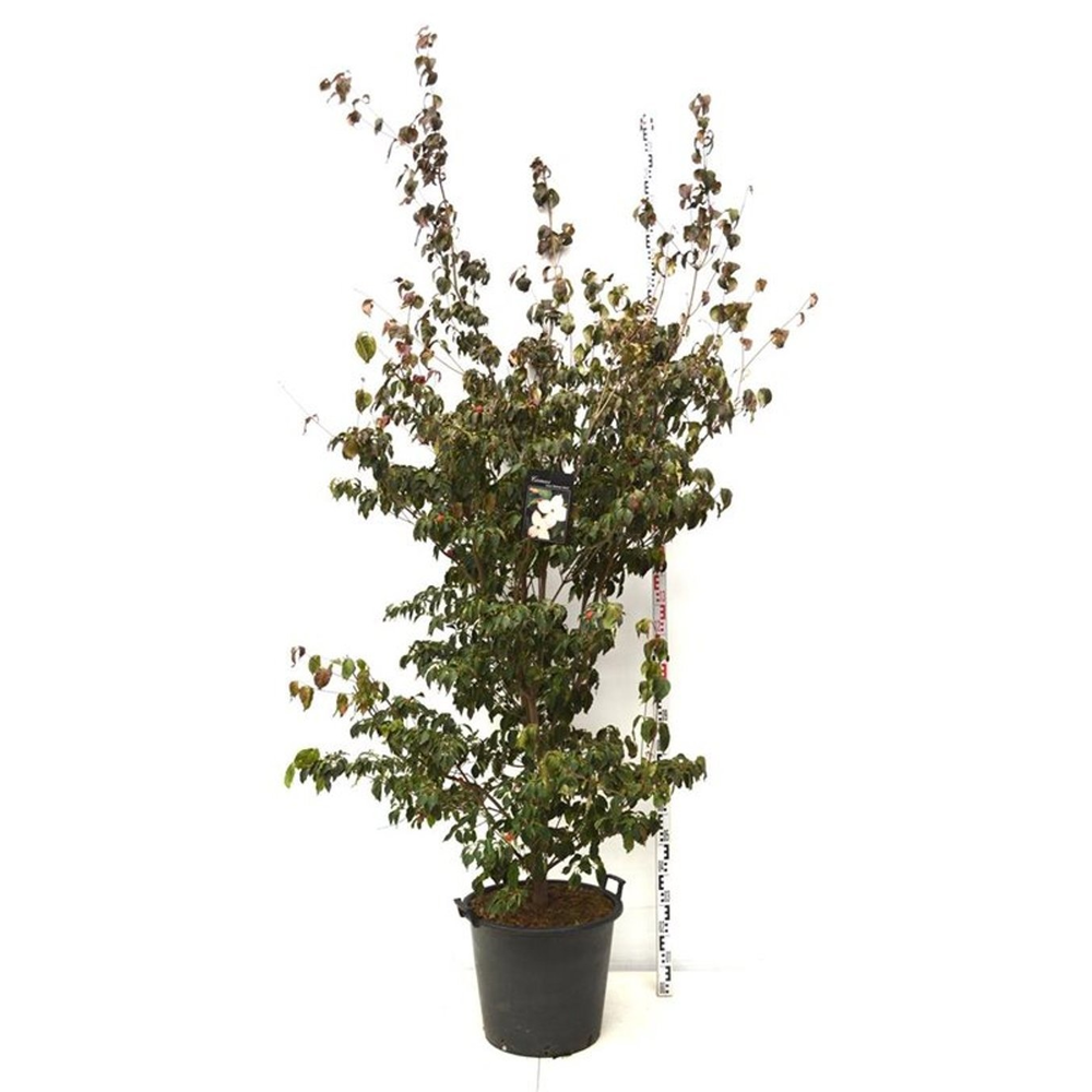 Cornus kousa 'Wieting's Select'.
