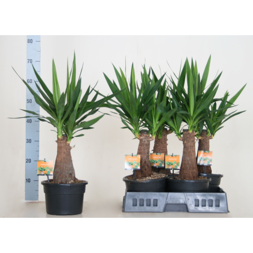 Yucca elephantipes rechte stam.