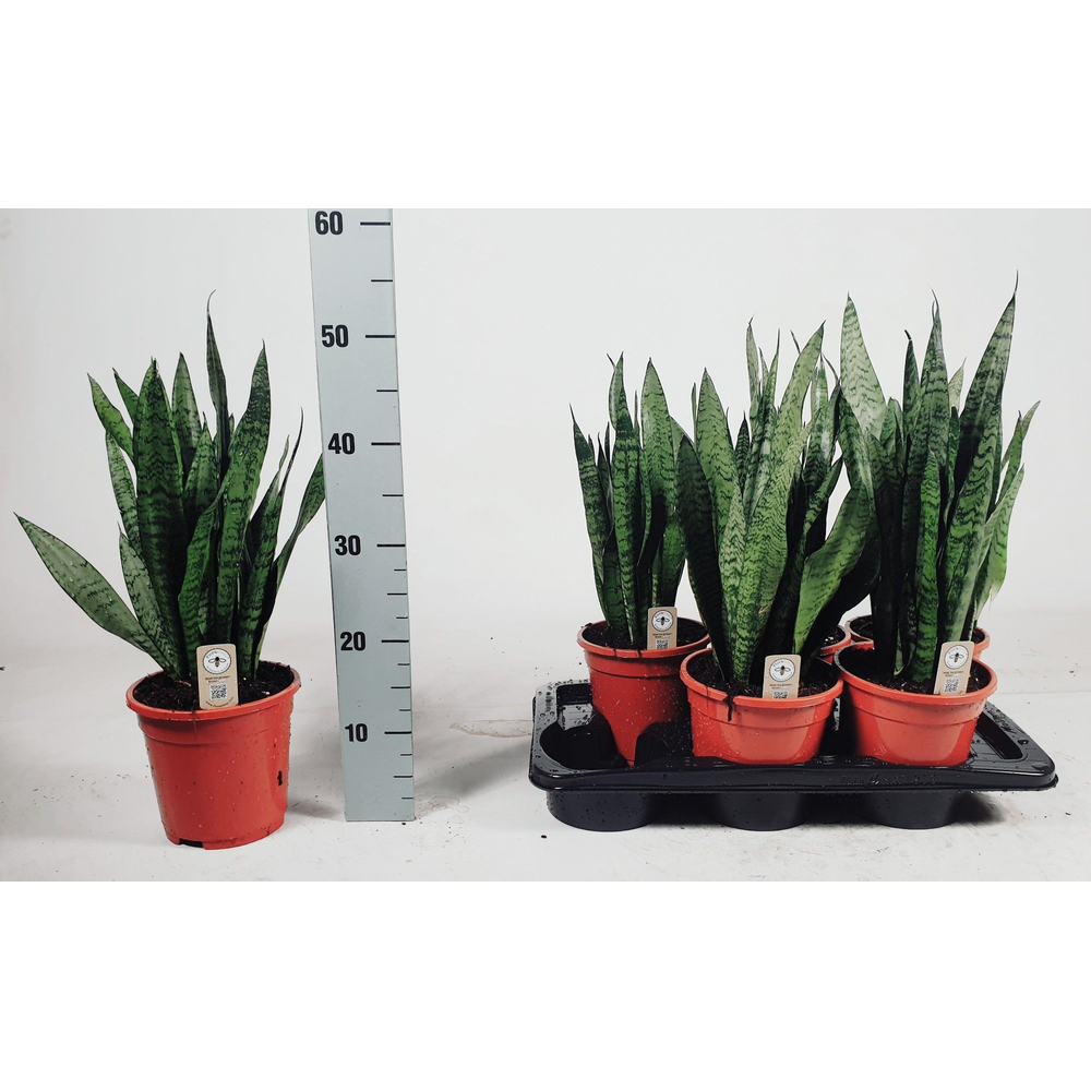 Sansevieria zeylanica 50cm.