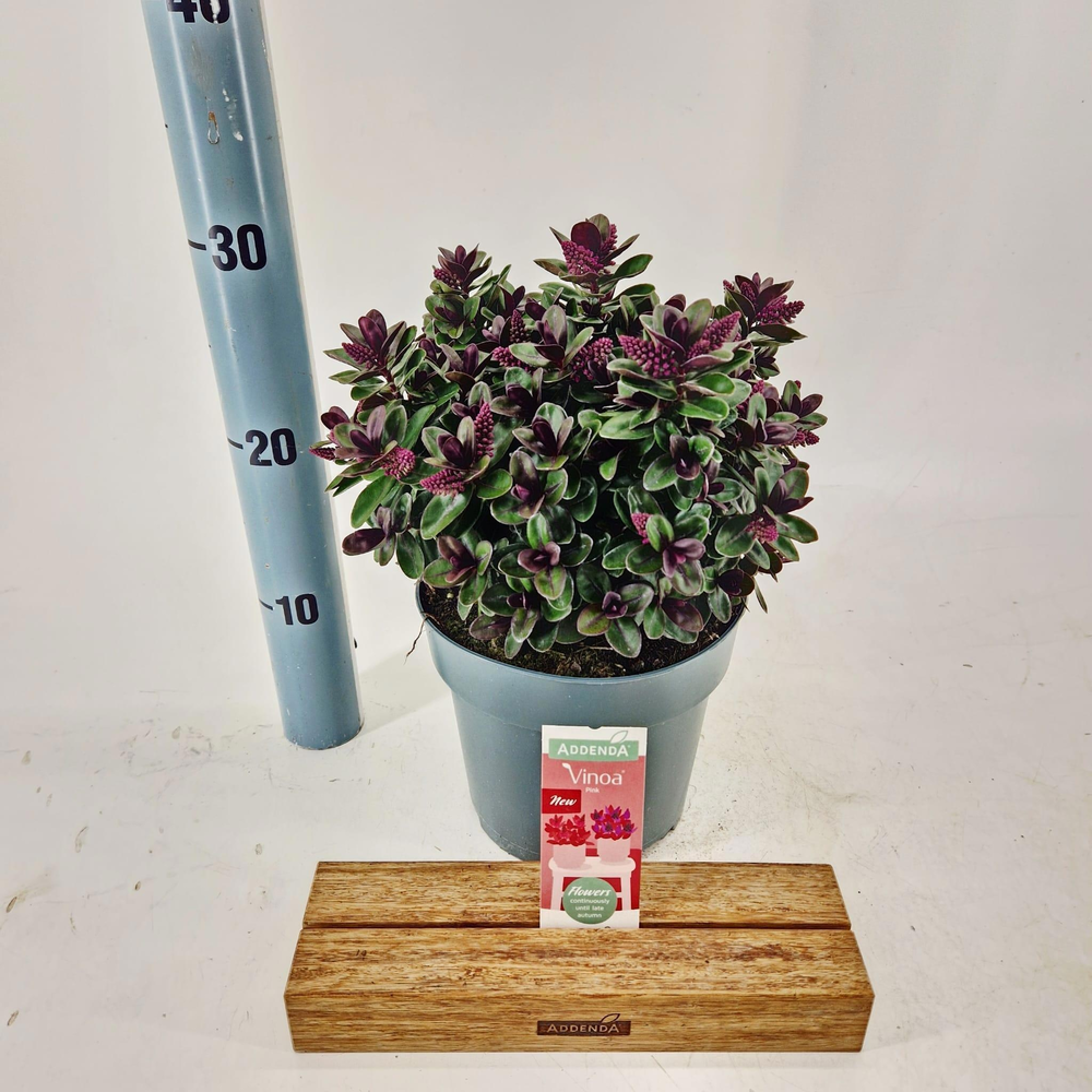 Hebe Vinoa® 'Pink' (Addenda).
