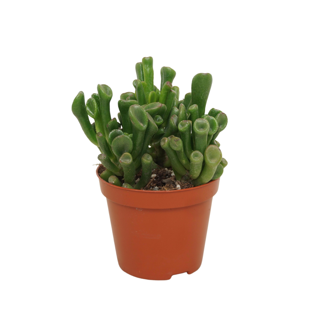 Crassula trompet 8,5 cm.