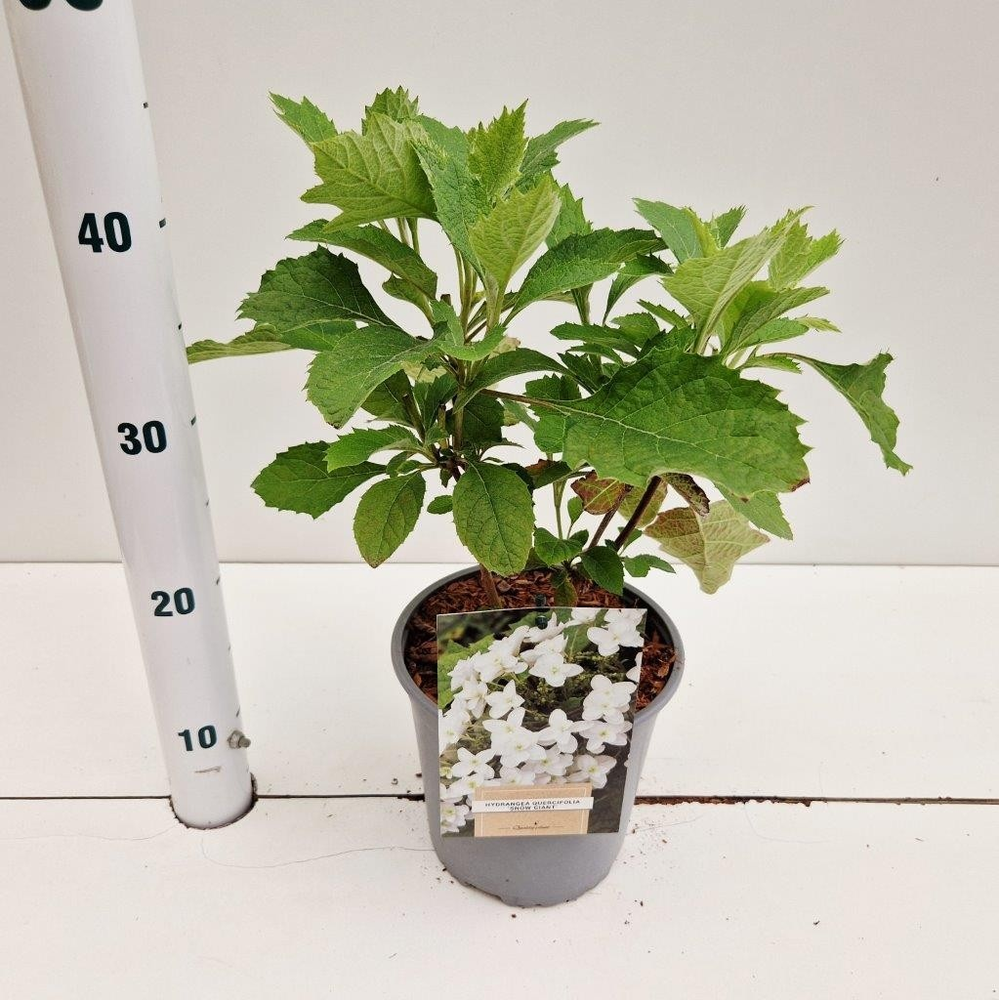 Hydrangea quercifolia 'Snow Giant'.