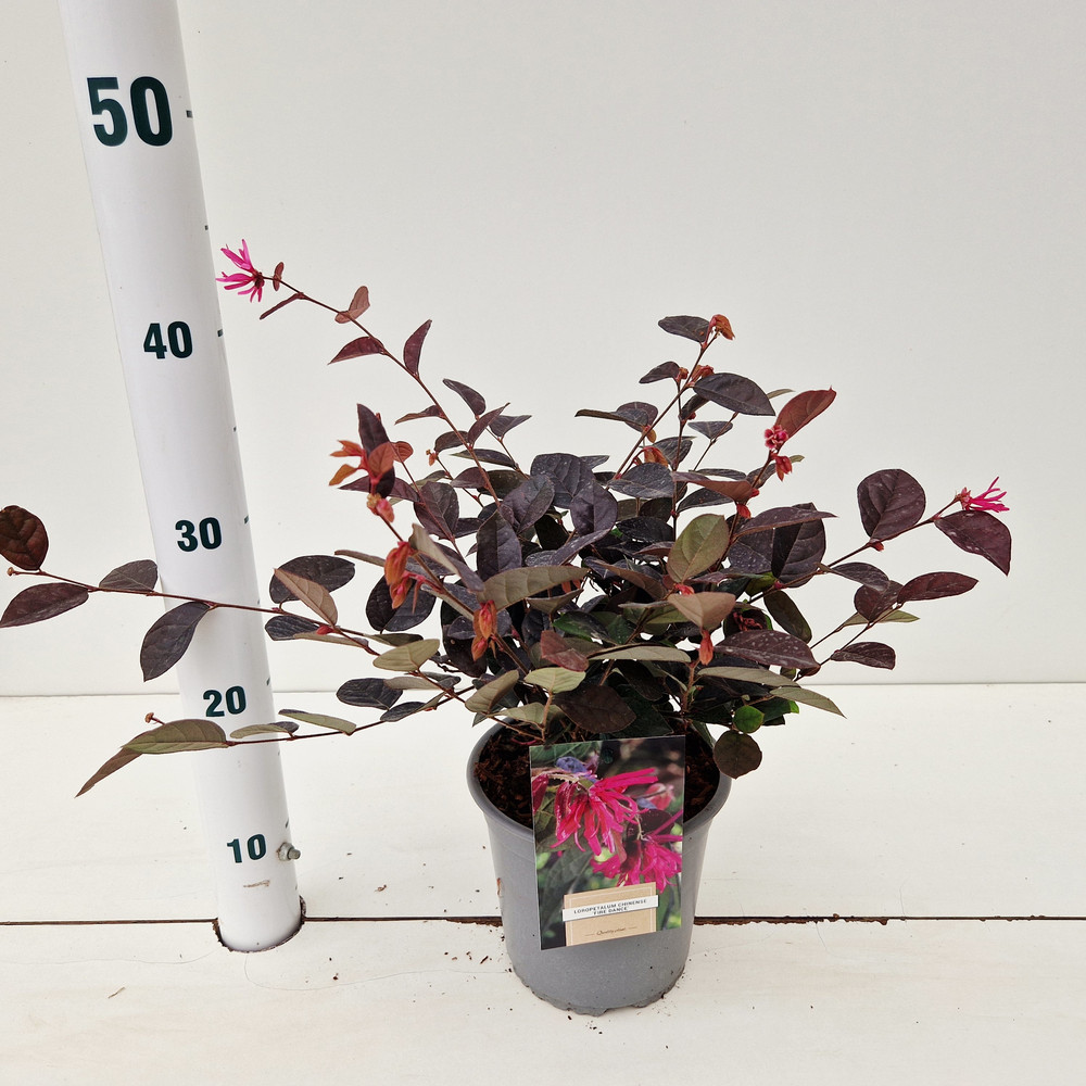 Loropetalum chin. 'Fire Dance'.