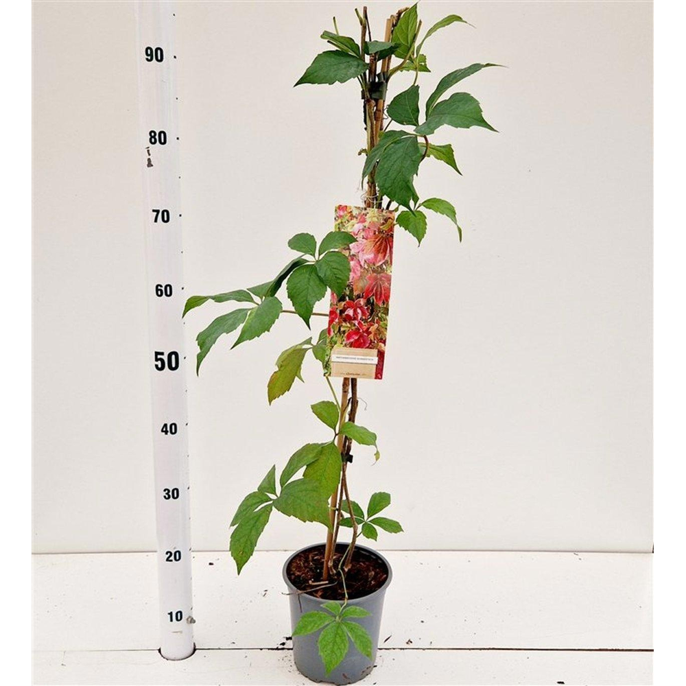 Parthenocissus quinquefolia 'Engelmanii' - gestokt.