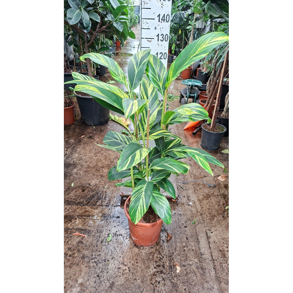 Alpinia Zerumbet XL.