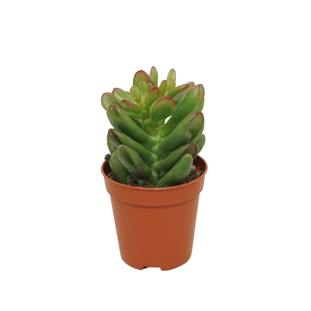 Crassula gandalf 5,5 cm.