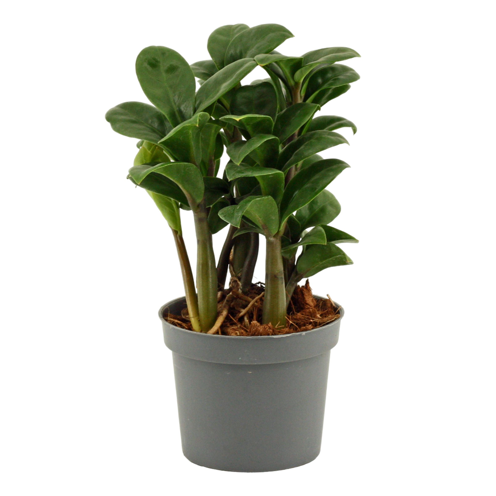 Zamioculcas Zenzi 9 cm Scenza, 2+ veren.