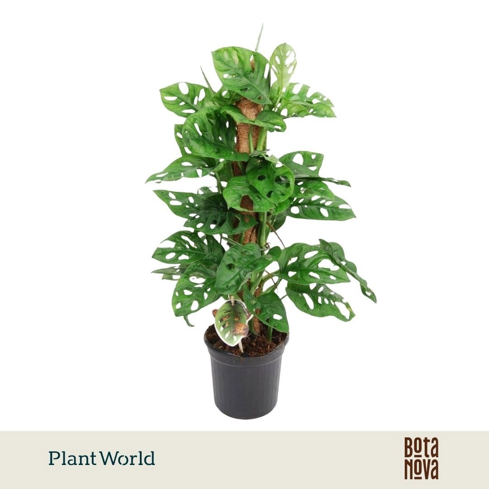 Monstera obliqua 'Monkey Leaf' Mosstok.