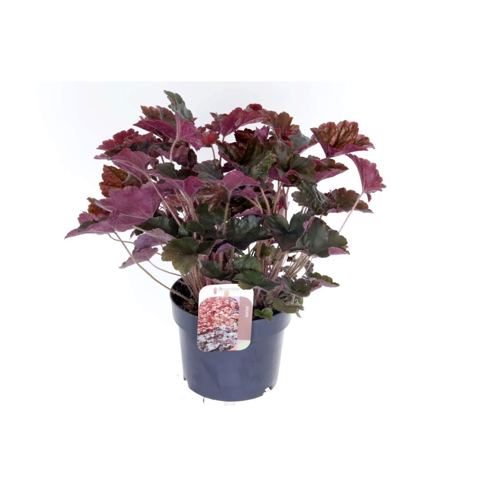 Heuchera micr. Palace Purple.