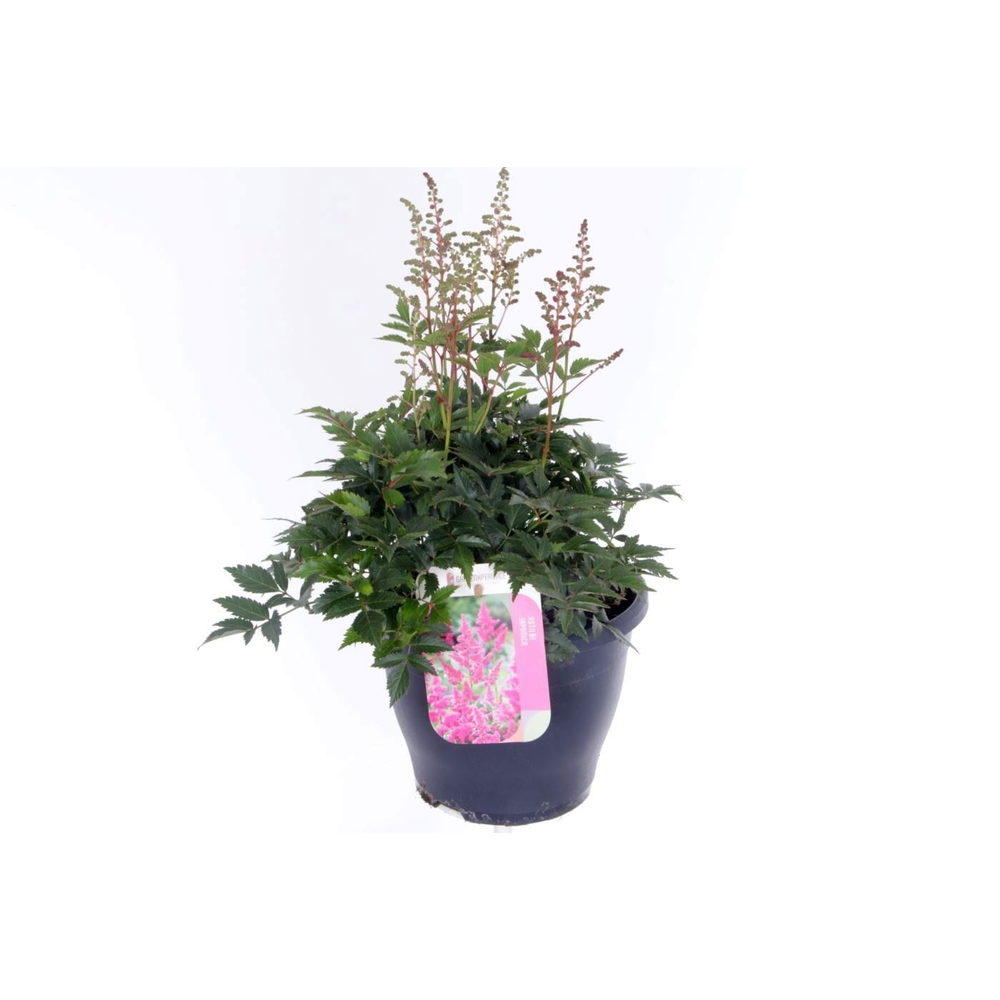 Astilbe arendsii Amerika.